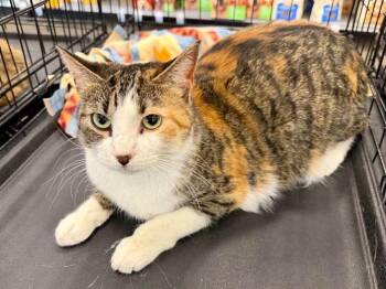 Domestic Short Hair Cats Available for Adoption in Cloquet, Minnesota - Gabby | PetCurious