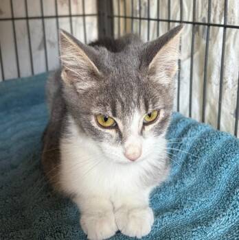 Avery -  Domestic Short Hair Cat for Adoption in Clayton, New Jersey - Avery | PetCurious