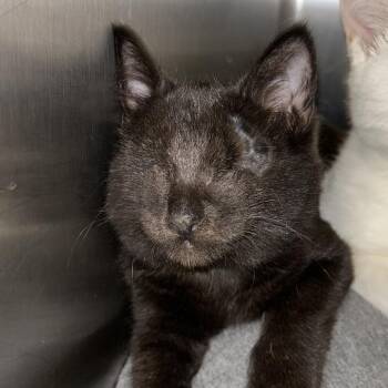 Bitty -  Domestic Medium Hair Cat for Adoption in Lynchburg, Virginia - Bitty | PetCurious