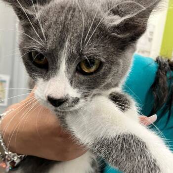 Mittens -  Domestic Short Hair Cat for Adoption in Las Cruces, New Mexico - Mittens | PetCurious