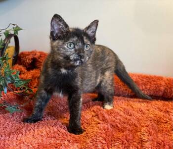 Tortoiseshell Cats Available for Adoption in Taylor, Michigan - Andarna | PetCurious