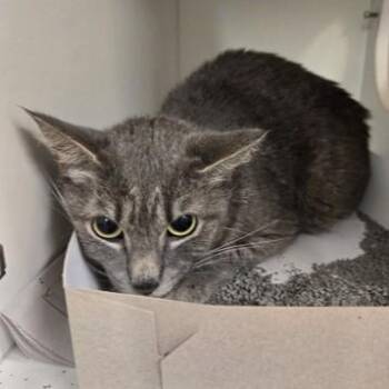 Latte -  Domestic Short Hair Cat for Adoption in Phoenixville, Pennsylvania - Latte | PetCurious