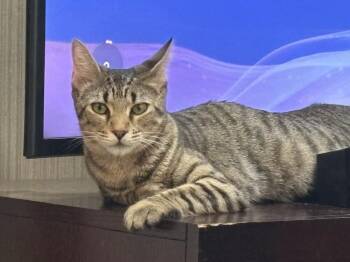 Dumpling -  Domestic Short Hair Cat for Adoption in Aurora, Colorado - Dumpling | PetCurious