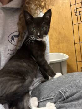 Rescue Domestic Short Hair Cats for Adoption in Salisbury, North Carolina - Berlioz | PetCurious