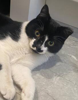 Rescue Domestic Short Hair Cats for Adoption - Fritz | PetCurious