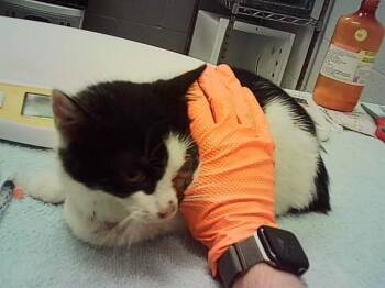 OLLIE -  Domestic Short Hair Cat for Adoption in Indianapolis, Indiana - OLLIE | PetCurious