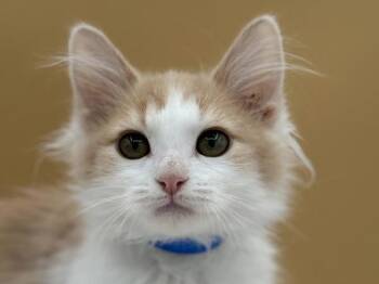 Jeffrey -  Domestic Long Hair Cat for Adoption in Portland, Oregon - Jeffrey | PetCurious