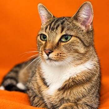 Harvest- 54228 -  Domestic Short Hair Cat for Adoption in Columbia, Maryland - Harvest- 54228 | PetCurious