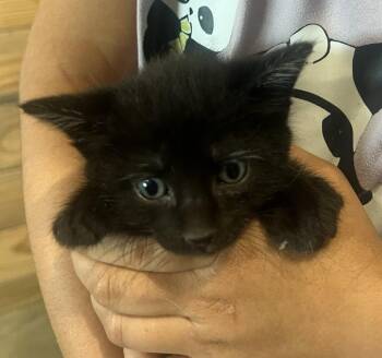 Percy -  Domestic Short Hair Cat for Adoption in St. Cloud, Minnesota - Percy | PetCurious