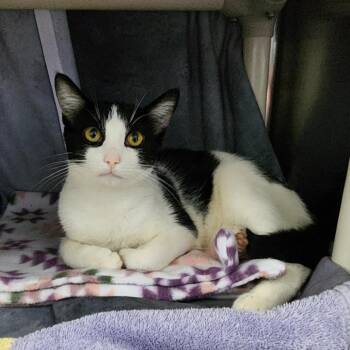 Reno -  Domestic Short Hair Cat for Adoption in Walker, Michigan - Reno | PetCurious