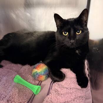 Nima -  Domestic Short Hair Cat for Adoption in Palm Springs, California - Nima | PetCurious