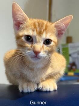Rescue Domestic Short Hair Cats for Adoption in Knoxville, Tennessee - Gunner | PetCurious