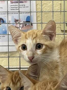JULIAN -  Domestic Short Hair Cat for Adoption in Fort Myers, Florida - JULIAN | PetCurious