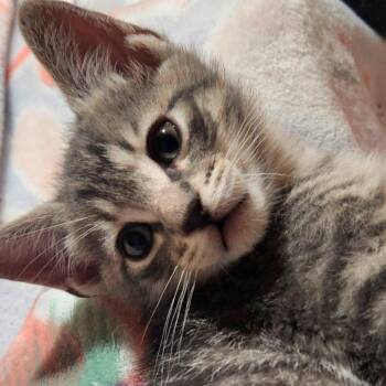 Squeaky -  Domestic Short Hair Cat for Adoption in Fresno, California - Squeaky | PetCurious