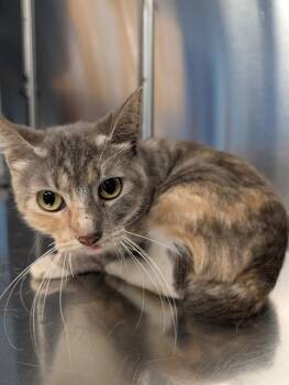 MOIRA -  Domestic Short Hair Cat for Adoption in Minneapolis, Minnesota - MOIRA | PetCurious