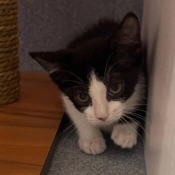 Domestic Short Hair Cats Available for Adoption in Bradenton, Florida - Cheese | PetCurious