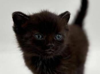 Jelly -  Domestic Short Hair Cat for Adoption in Portland, Oregon - Jelly | PetCurious