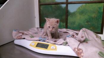 A2094406 -  Domestic Short Hair Cat for Adoption in Houston, Texas - A2094406 | PetCurious