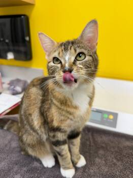 Henrietta -  Domestic Short Hair Cat for Adoption in Raleigh, North Carolina - Henrietta | PetCurious