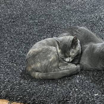 Domestic Short Hair Cats Available for Adoption - Jessie | PetCurious