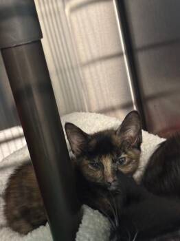 Cricket -  Tortoiseshell Cat for Adoption in Metter, Georgia - Cricket | PetCurious
