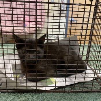A613454 -  Domestic Short Hair Cat for Adoption in Modesto, California - A613454 | PetCurious