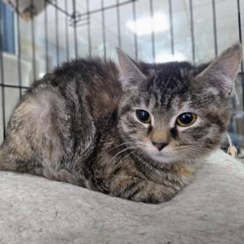 Domestic Short Hair Cats Available for Adoption - Mary Ann | PetCurious