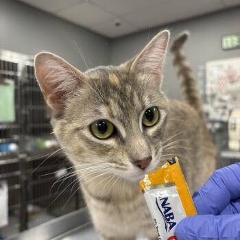 Thyme -  Domestic Short Hair Cat for Adoption in Salt Lake City, Utah - Thyme | PetCurious