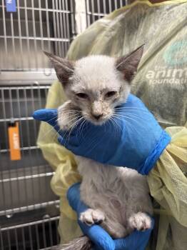 Rescue Siamese Cats for Adoption in Las Vegas, Nevada - MORGAN | PetCurious