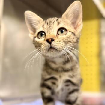 Russett -  Domestic Short Hair Cat for Adoption in Jackson Township, New Jersey - Russett | PetCurious