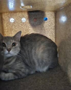 Hissy Elliot -  Domestic Short Hair Cat for Adoption in Dickson, Tennessee - Hissy Elliot | PetCurious