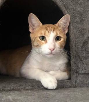 Peaches and Cream -  Domestic Short Hair Cat for Adoption in Fort Worth, Texas - Peaches And Cream | PetCurious