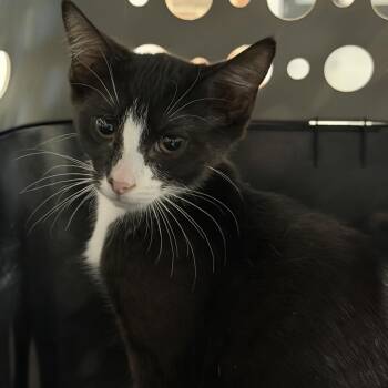 Dawn -  Domestic Short Hair Cat for Adoption in Allentown, Pennsylvania - Dawn | PetCurious