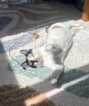 Calico Cats Available for Adoption in Boston, Massachusetts - Patches | PetCurious