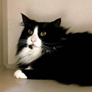 Domestic Medium Hair Cats Available for Adoption - Marilyn Monroe | PetCurious