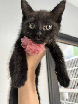 Rescue Domestic Short Hair Cats for Adoption in Tavares, Florida - Zoey | PetCurious