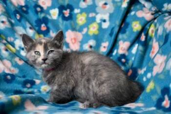 Domestic Short Hair Cats Available for Adoption in Yakima, Washington - Sewsie | PetCurious