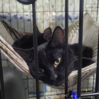 Rescue Domestic Short Hair Cats for Adoption in Chehalis, Washington - Quilla | PetCurious