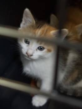 Domestic Short Hair Cats Available for Adoption in Fort Walton Beach, Florida - LYRA | PetCurious