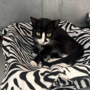 Belle -  Domestic Short Hair Cat for Adoption in Sarasota, Florida - Belle | PetCurious