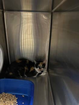 Bee -  Domestic Short Hair Cat for Adoption in Springfield, Tennessee - Bee | PetCurious