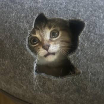 Lil -  American Shorthair Cat for Adoption in Greenfield, Indiana - Lil | PetCurious
