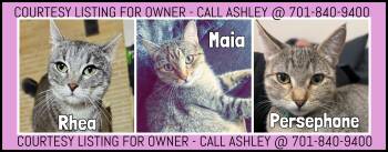 Domestic Short Hair Cats Available for Adoption in Valley City, North Dakota - Maia, Persephone & Rhea - COURTESY LISTING FOR OWNER | PetCurious