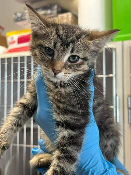 Kyra -  Domestic Short Hair Cat for Adoption in Bolivar, Missouri - Kyra | PetCurious