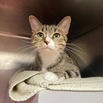 Rescue Domestic Short Hair Cats for Adoption in Grand Rapids, Michigan - Nala | PetCurious