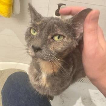 Salt -  Devon Rex Cat Available for Adoption in New York, New York - Salt | PetCurious