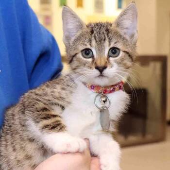Domestic Short Hair Cats Available for Adoption in Port Washington, New York - Moonpie | PetCurious
