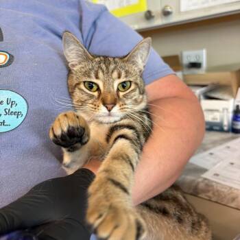 Domestic Short Hair Cats Available for Adoption in Huntington, West Virginia - Brighton | PetCurious