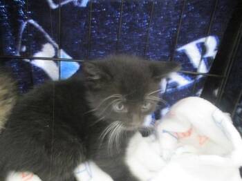 Domestic Short Hair Cats Available for Adoption in Ocala, Florida - SAMMY | PetCurious