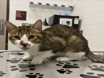MAGRUDER -  Domestic Short Hair Cat for Adoption in Derwood, Maryland - MAGRUDER | PetCurious